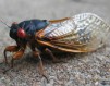 cicada-460x360